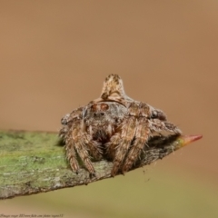 Dolophones turrigera at Macgregor, ACT - suppressed