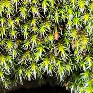 Grimmia sp. at Hawker, ACT - 1 Oct 2021 11:58 AM