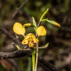Diuris nigromontana (Black Mountain Leopard Orchid) at Black Mountain - 1 Oct 2021 by Roger