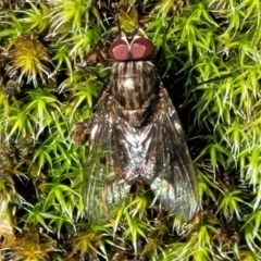 Helina sp. (genus) (Muscid fly) at The Pinnacle - 1 Oct 2021 by tpreston