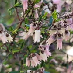 Cryptandra amara (Bitter Cryptandra) at Hawker, ACT - 1 Oct 2021 by tpreston