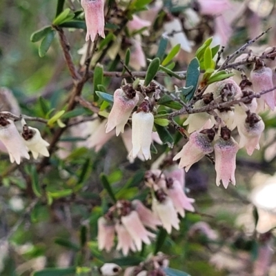 Cryptandra amara (Bitter Cryptandra) at Hawker, ACT - 1 Oct 2021 by trevorpreston