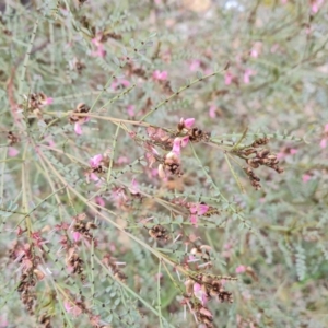 Indigofera adesmiifolia at O'Malley, ACT - 1 Oct 2021 02:36 PM