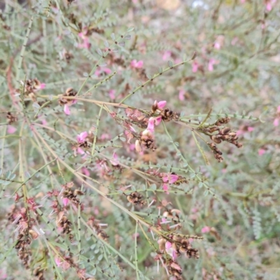 Indigofera adesmiifolia (Tick Indigo) at O'Malley, ACT - 1 Oct 2021 by Mike