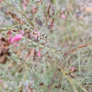 Indigofera adesmiifolia at O'Malley, ACT - 1 Oct 2021 02:36 PM