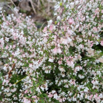 Cryptandra amara (Bitter Cryptandra) at O'Malley, ACT - 1 Oct 2021 by Mike