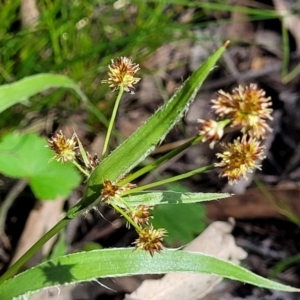 Luzula sp. at Hawker, ACT - 1 Oct 2021 12:05 PM