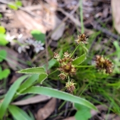 Luzula sp. at Hawker, ACT - 1 Oct 2021 12:05 PM