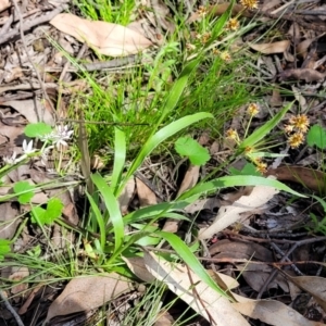 Luzula sp. at Hawker, ACT - 1 Oct 2021 12:05 PM