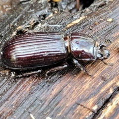 Aulacocyclus edentulus (Passalid beetle) at Hawker, ACT - 1 Oct 2021 by trevorpreston