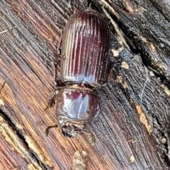 Aulacocyclus edentulus at Hawker, ACT - 1 Oct 2021 12:07 PM