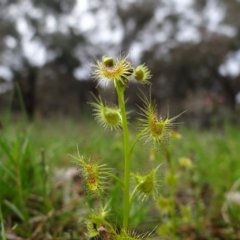 Drosera sp. (A Sundew) at Red Hill Nature Reserve - 1 Oct 2021 by Miranda