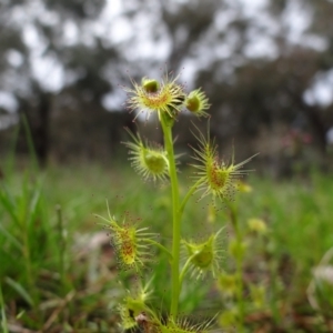 Drosera sp. at Symonston, ACT - 1 Oct 2021 12:57 PM