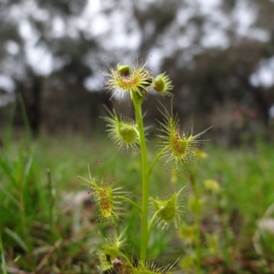 Drosera sp. (A Sundew) at Symonston, ACT - 1 Oct 2021 by Miranda