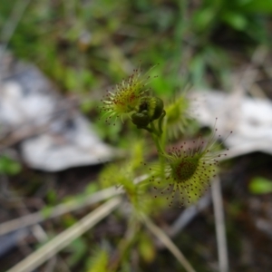 Drosera sp. at Symonston, ACT - 1 Oct 2021