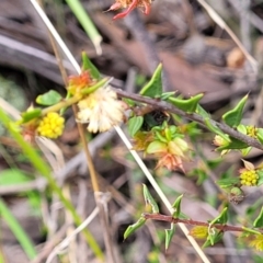 Acacia gunnii (Ploughshare Wattle) at Hawker, ACT - 1 Oct 2021 by trevorpreston