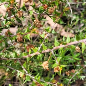 Acacia gunnii at Hawker, ACT - 1 Oct 2021