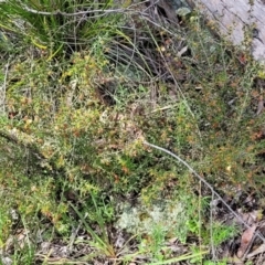 Acacia gunnii at Hawker, ACT - 1 Oct 2021