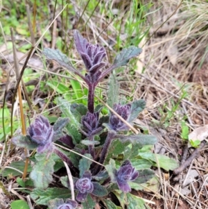 Ajuga australis at Hawker, ACT - 1 Oct 2021