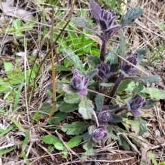 Ajuga australis at Hawker, ACT - 1 Oct 2021