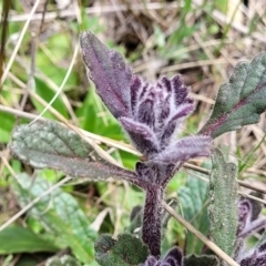 Ajuga australis at Hawker, ACT - 1 Oct 2021