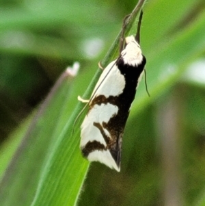 Ocystola paulinella at Hawker, ACT - 1 Oct 2021