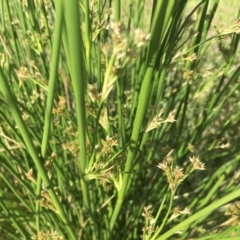 Juncus (genus) (A Rush) at Griffith, ACT - 8 Nov 2020 by ianandlibby1