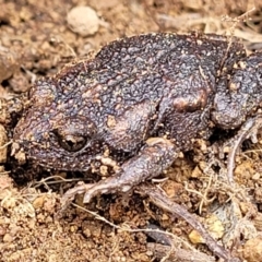 Uperoleia laevigata (Smooth Toadlet) at The Pinnacle - 1 Oct 2021 by tpreston