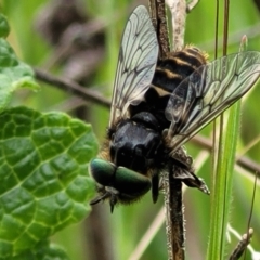 Dasybasis sp. (genus) (A march fly) at Hawker, ACT - 1 Oct 2021 by trevorpreston
