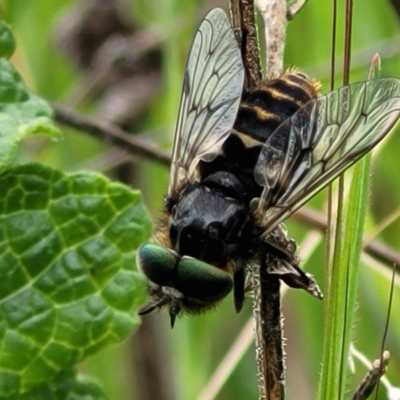 Dasybasis sp. (genus) (A march fly) at Hawker, ACT - 1 Oct 2021 by trevorpreston