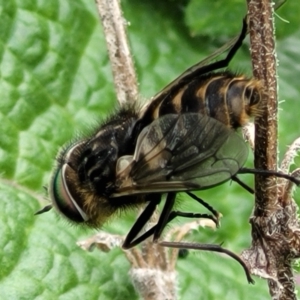 Dasybasis sp. (genus) at Hawker, ACT - 1 Oct 2021