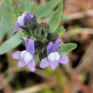 Linaria arvensis at Hawker, ACT - 1 Oct 2021