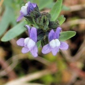 Linaria arvensis at Hawker, ACT - 1 Oct 2021