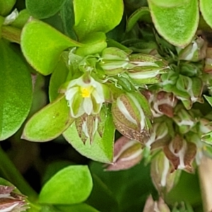 Polycarpon tetraphyllum at Hawker, ACT - 1 Oct 2021 12:40 PM