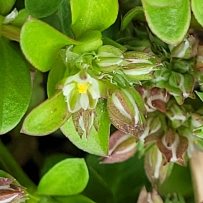 Polycarpon tetraphyllum (Four-leaf Allseed) at Hawker, ACT - 1 Oct 2021 by tpreston