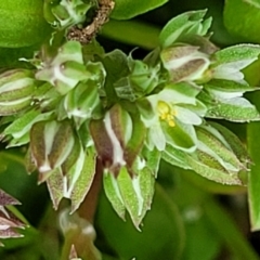 Polycarpon tetraphyllum at Hawker, ACT - 1 Oct 2021 12:40 PM