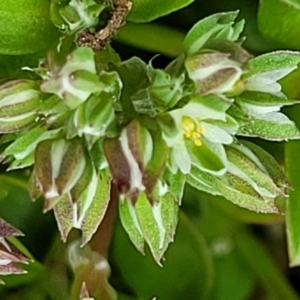 Polycarpon tetraphyllum at Hawker, ACT - 1 Oct 2021