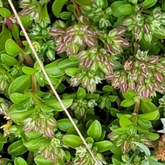 Polycarpon tetraphyllum at Hawker, ACT - 1 Oct 2021 12:40 PM