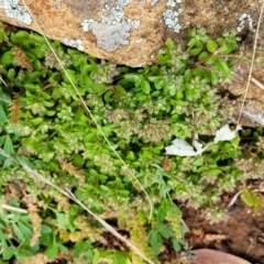 Polycarpon tetraphyllum at Hawker, ACT - 1 Oct 2021