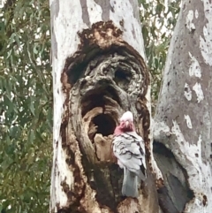 Eolophus roseicapilla (Galah) at Gossan Hill - 30 Sep 2021 by goyenjudy