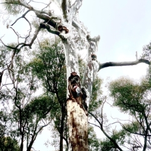 Eolophus roseicapilla at Bruce, ACT - 30 Sep 2021 10:38 AM