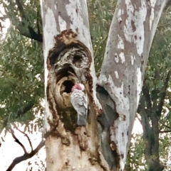 Eolophus roseicapilla at Bruce, ACT - 30 Sep 2021