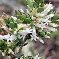 Brachyloma daphnoides (Daphne Heath) at Hawker, ACT - 1 Oct 2021 by tpreston