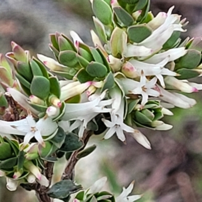 Brachyloma daphnoides (Daphne Heath) at Hawker, ACT - 1 Oct 2021 by tpreston