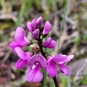 Indigofera australis subsp. australis at Hawker, ACT - 1 Oct 2021 12:47 PM