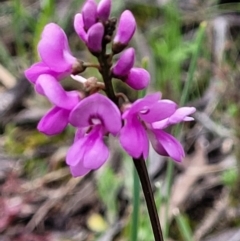 Indigofera australis subsp. australis at Hawker, ACT - 1 Oct 2021