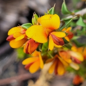 Pultenaea procumbens at Hawker, ACT - 1 Oct 2021