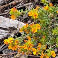 Pultenaea procumbens at Hawker, ACT - 1 Oct 2021