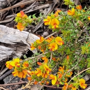 Pultenaea procumbens at Hawker, ACT - 1 Oct 2021