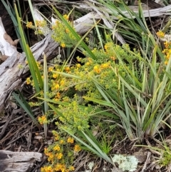 Pultenaea procumbens at Hawker, ACT - 1 Oct 2021